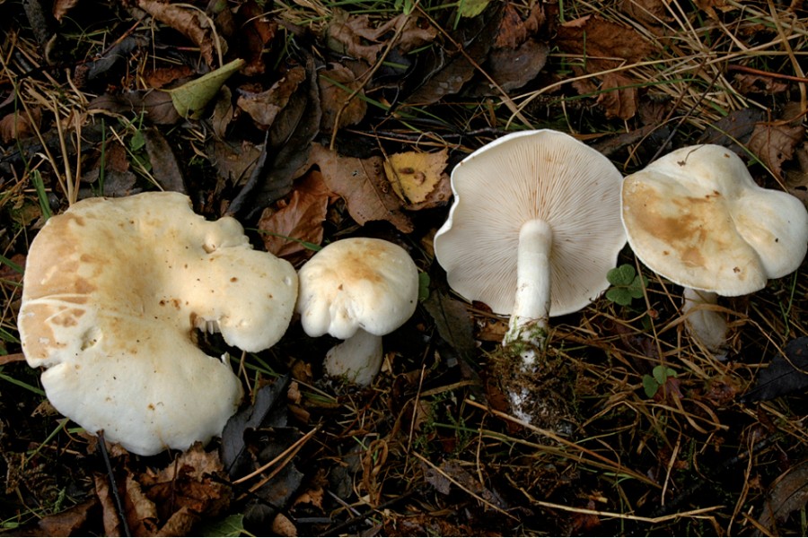 Tricholoma stiparophyllum (door Nico Dam)