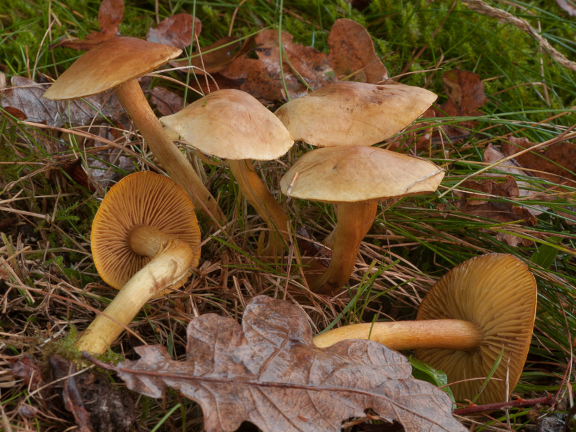 Tricholoma sulphureum (door Aldert Gutter)