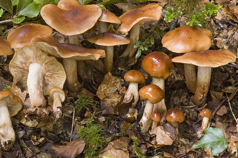 Tricholoma ustale (door Nico Dam)