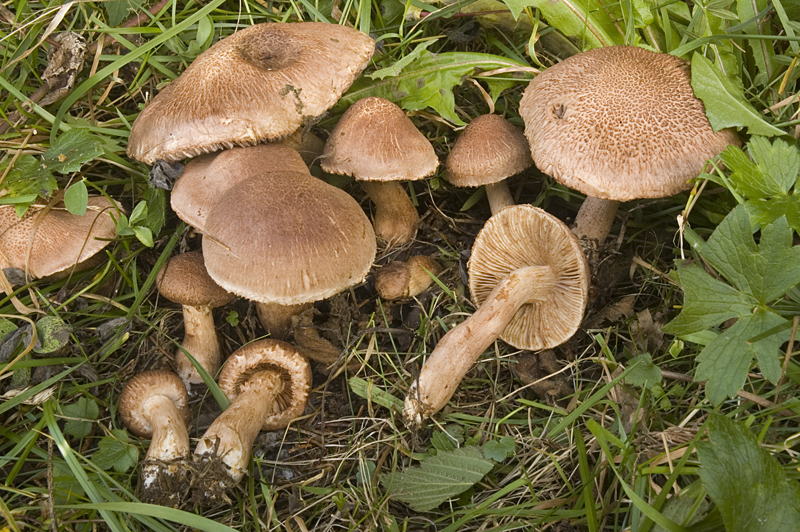 Tricholoma vaccinum (door Nico Dam)