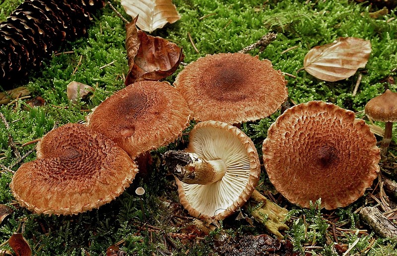 Tricholoma vaccinum var. fulvosquamosum (door Henk Huijser)