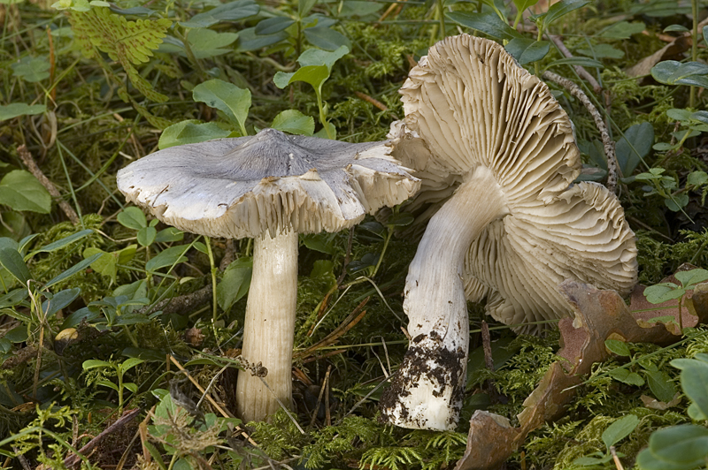 Tricholoma virgatum (door Nico Dam)