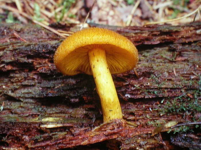 Tricholomopsis decora (door Aldert Gutter)