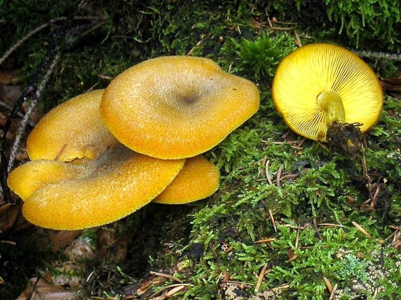 Tricholomopsis decora (door Jaap Wisman)