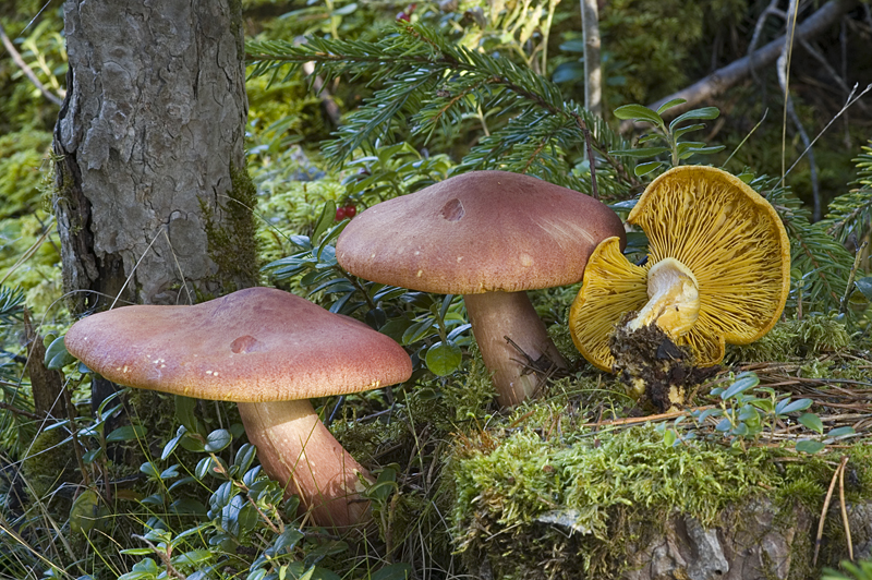 Tricholomopsis rutilans (door Nico Dam)