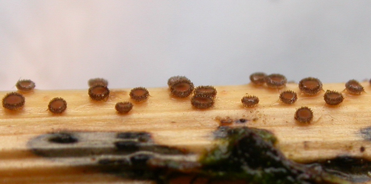 Trichopezizella nidulus (door Stip Helleman)