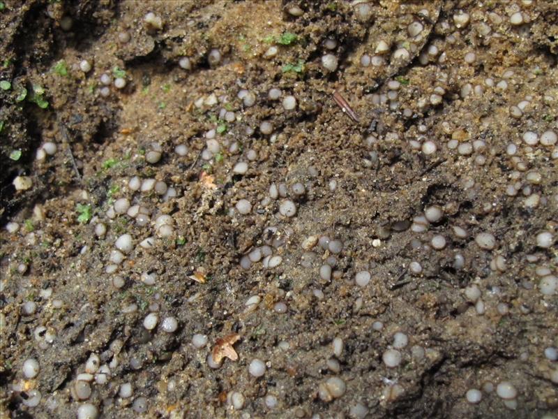 Trichophaea woolhopeia (door Marian Jagers)