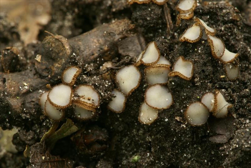 Trichophaea woolhopeia (door Henk Remijn)
