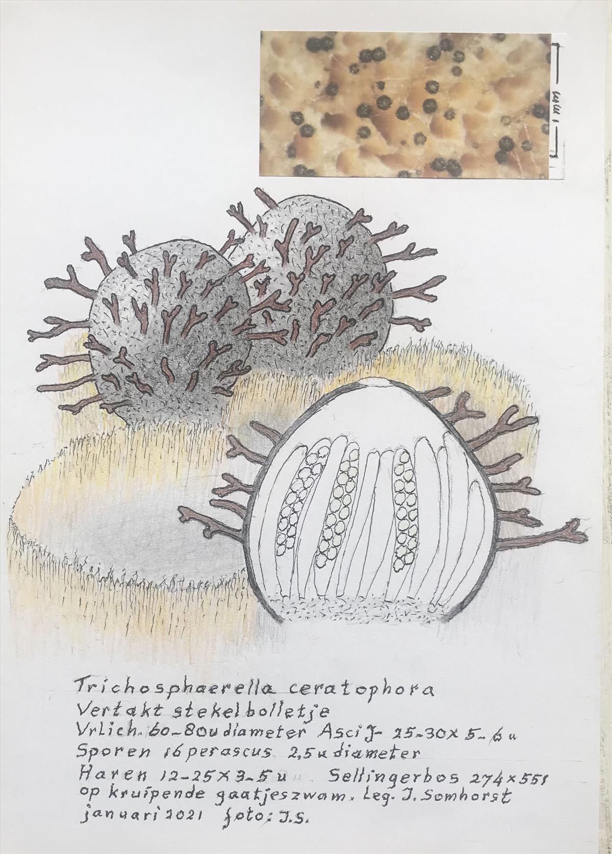 Trichosphaerella ceratophora (door Bernhard de Vries)