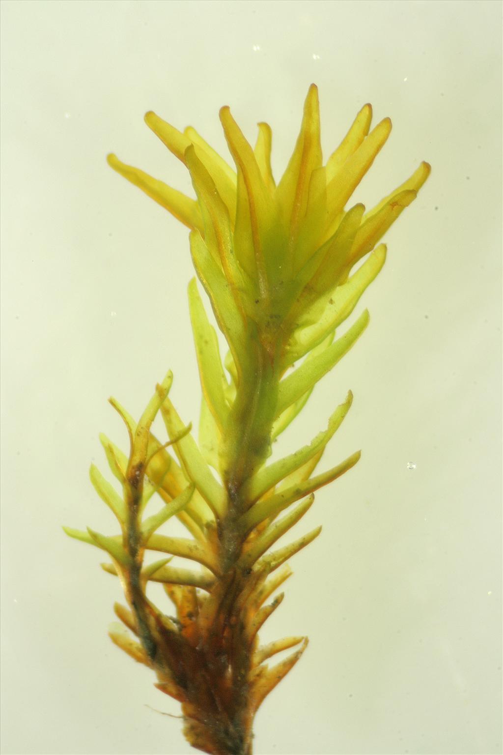 Trichostomum crispulum (door Jan Kersten)