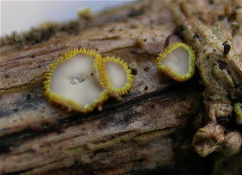 Trichopeziza sulphurea (door Stip Helleman)