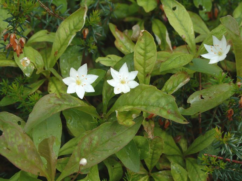 Trientalis europaea (door Adrie van Heerden)