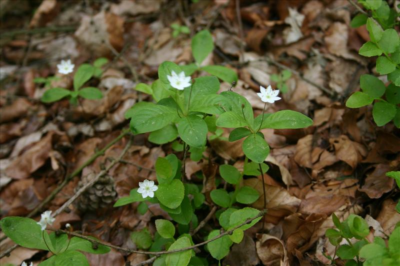 Trientalis europaea (door Niels Jeurink)