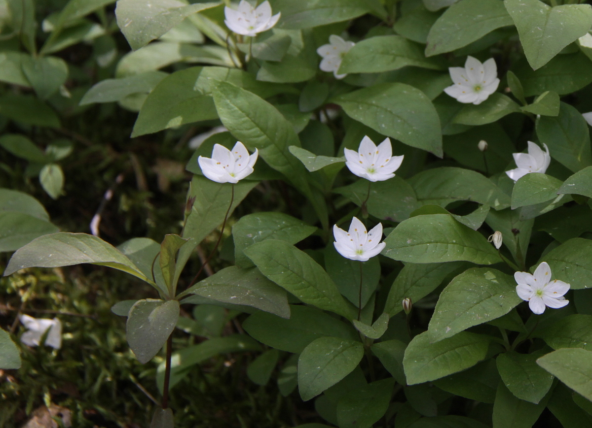 Trientalis europaea (door Peter Meininger)