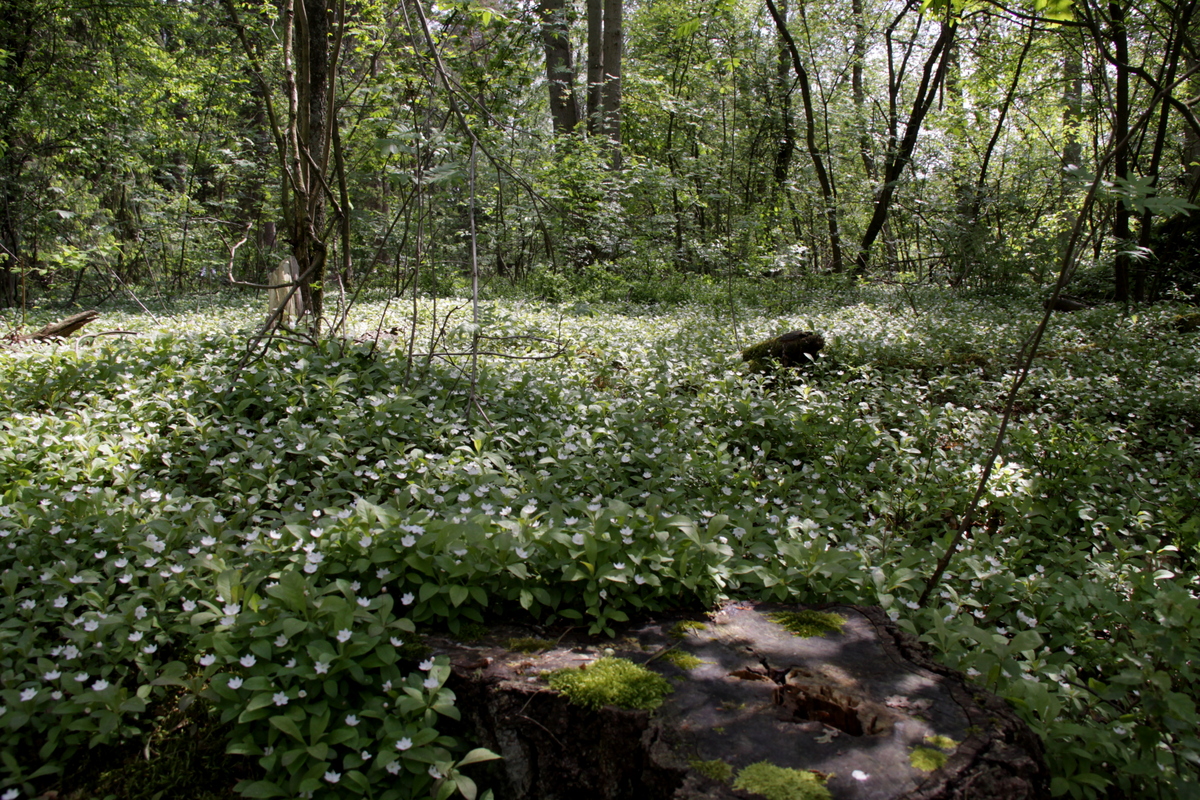 Trientalis europaea (door Peter Meininger)