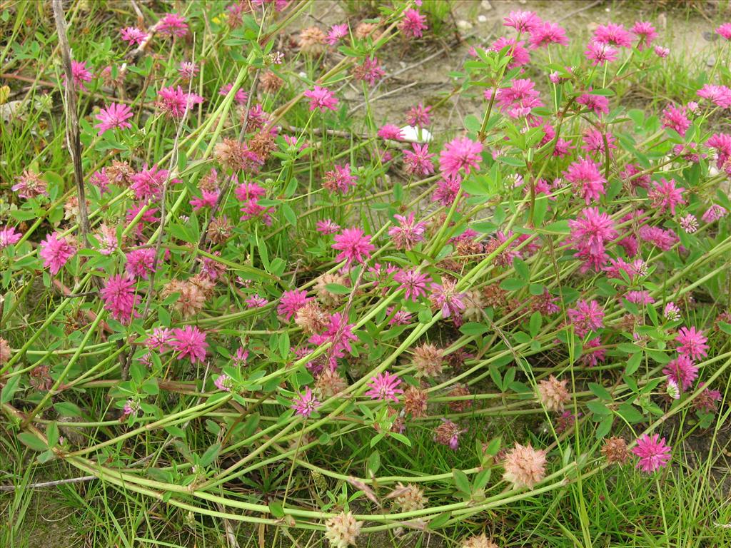 Trifolium resupinatum (door Remko Andeweg)