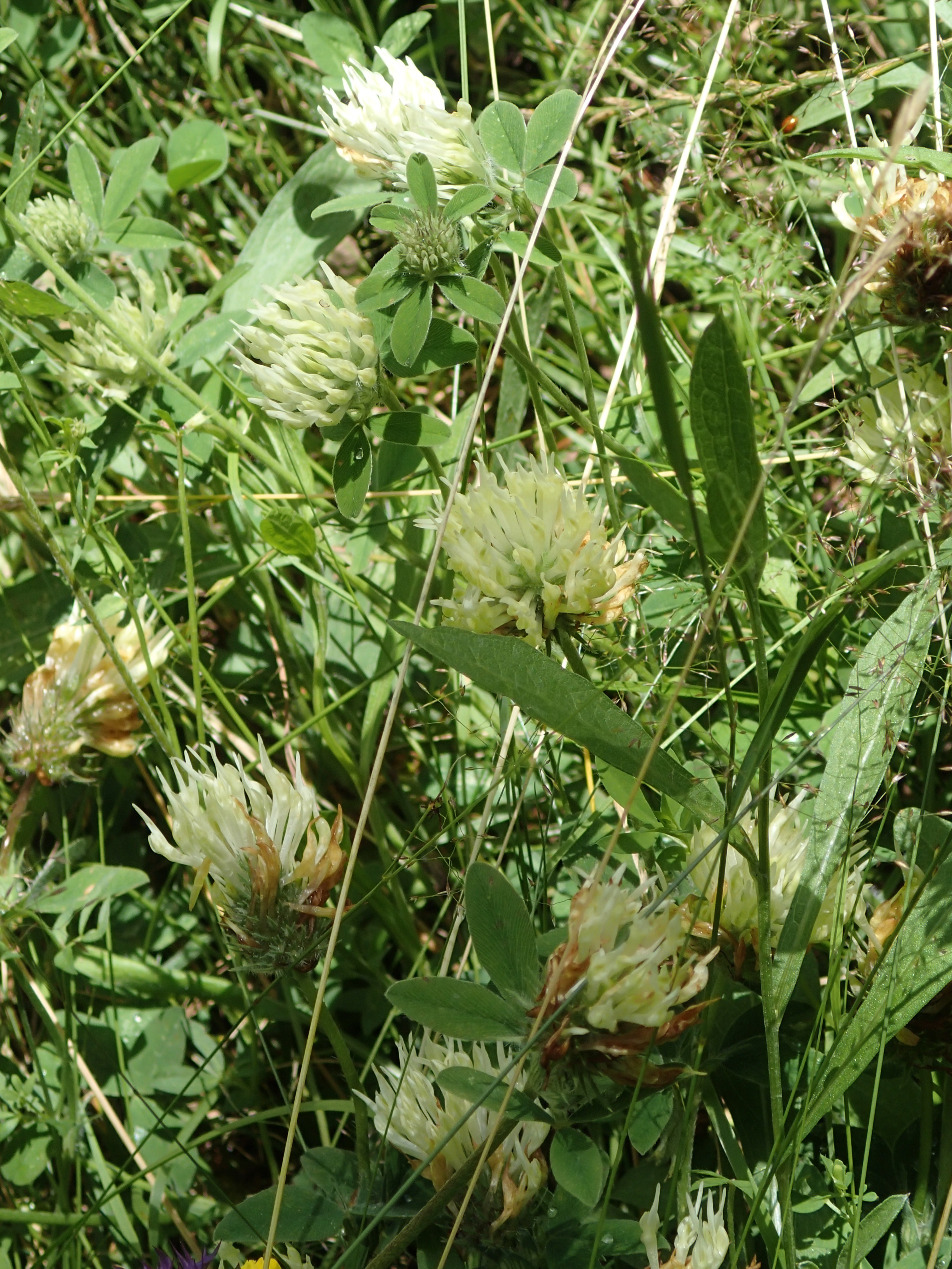 Trifolium alexandrinum (door Adrie van Heerden)