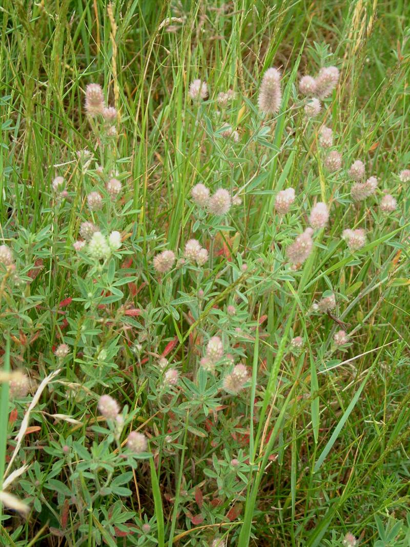 Trifolium arvense (door Adrie van Heerden)