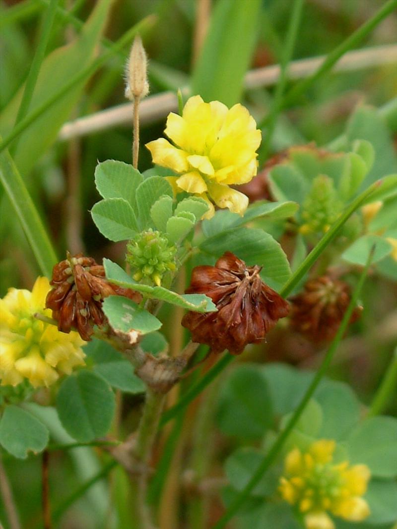 Trifolium campestre (door Adrie van Heerden)