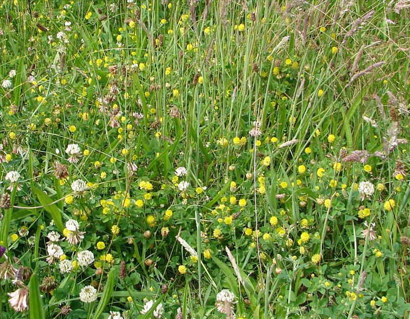 Trifolium campestre (door Adrie van Heerden)