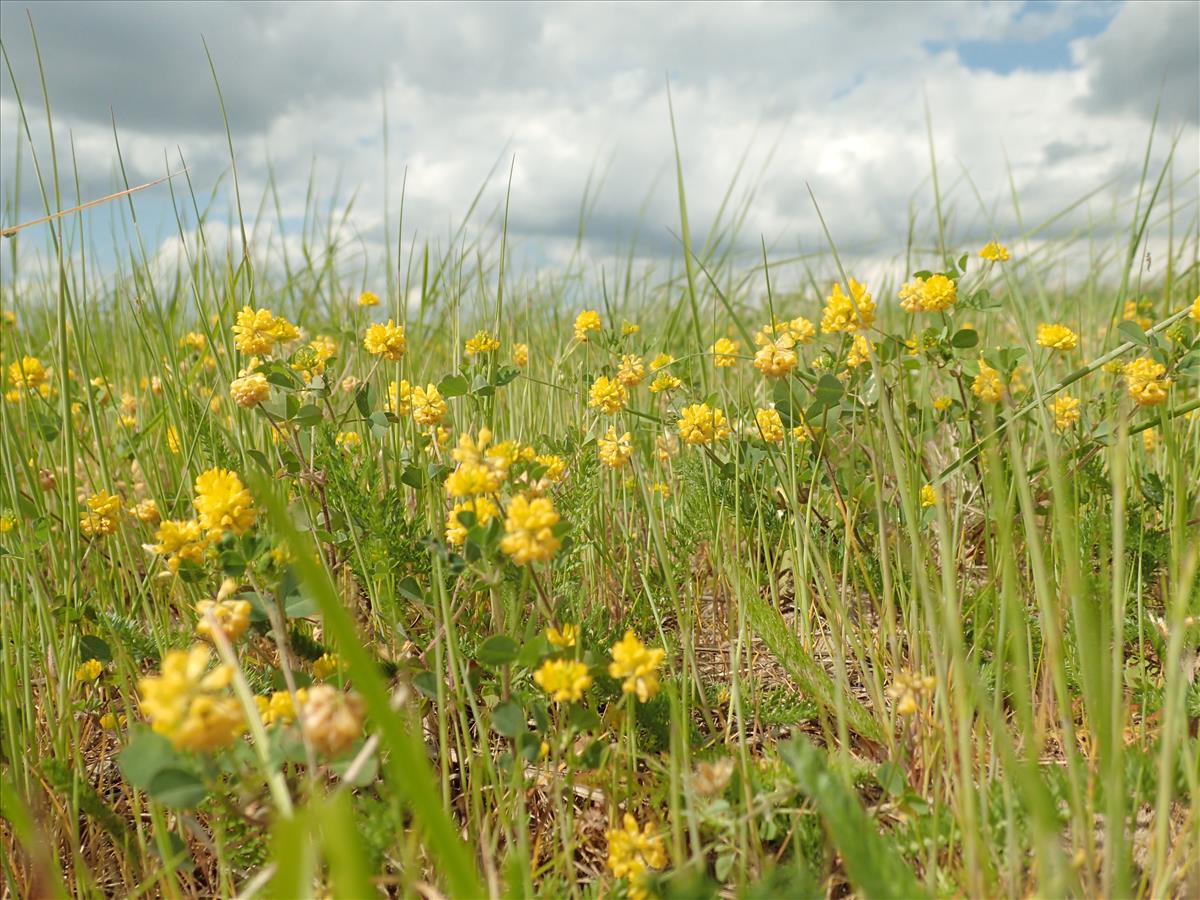 Trifolium campestre (door Adrie van Heerden)