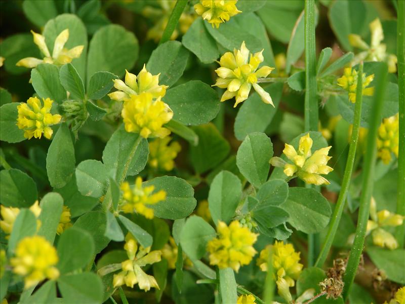 Trifolium dubium (door Adrie van Heerden)