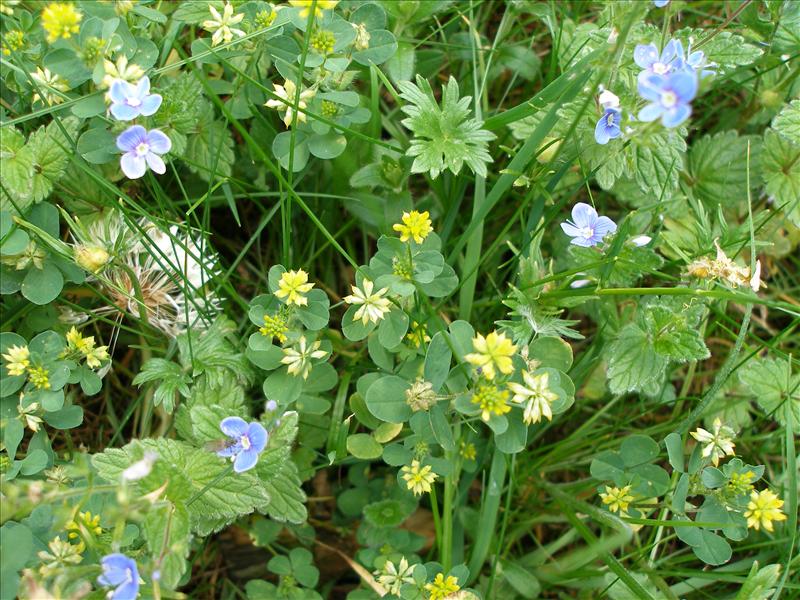 Trifolium dubium (door Piet Bremer )