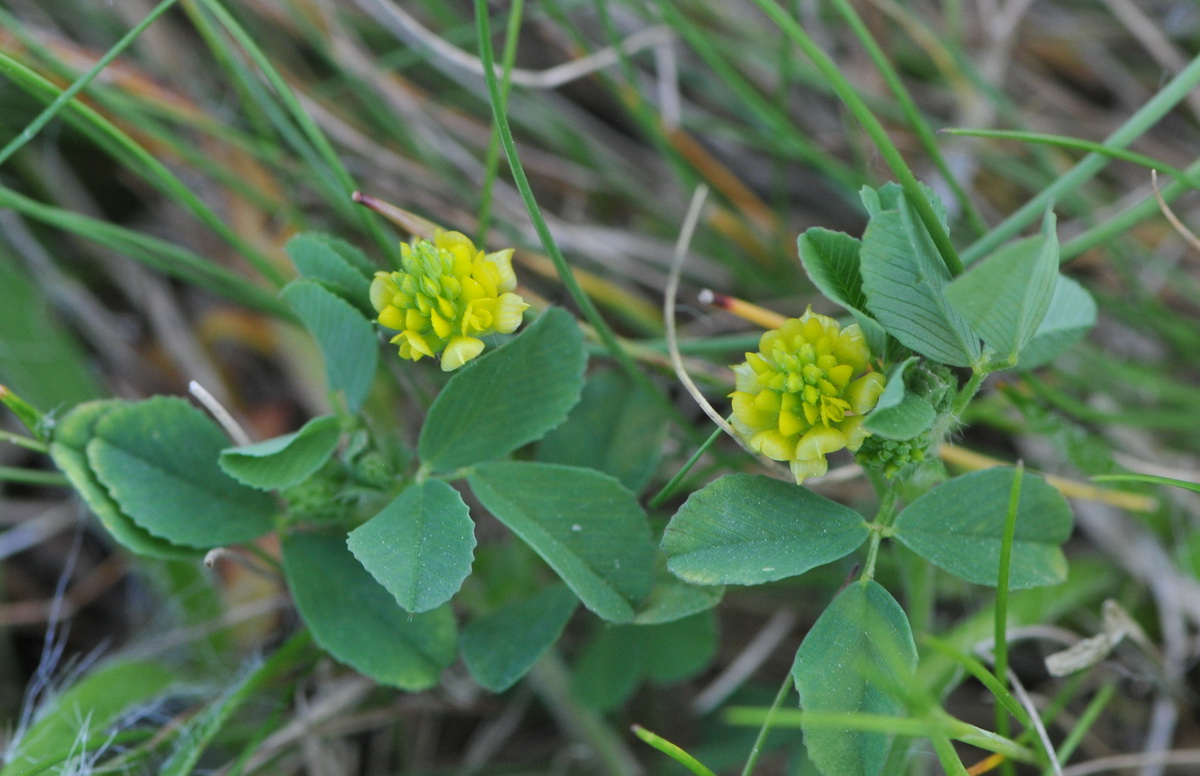 Trifolium campestre (door Hans Toetenel)
