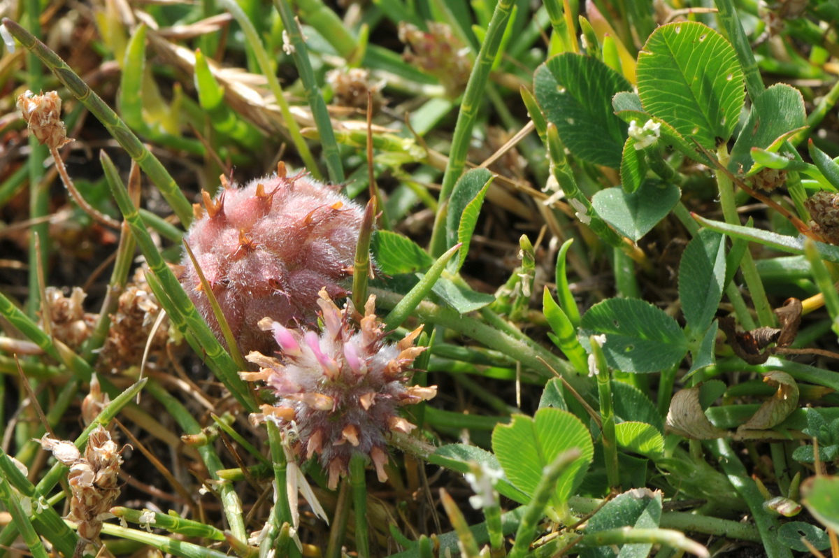 Trifolium fragiferum (door Hans Toetenel)