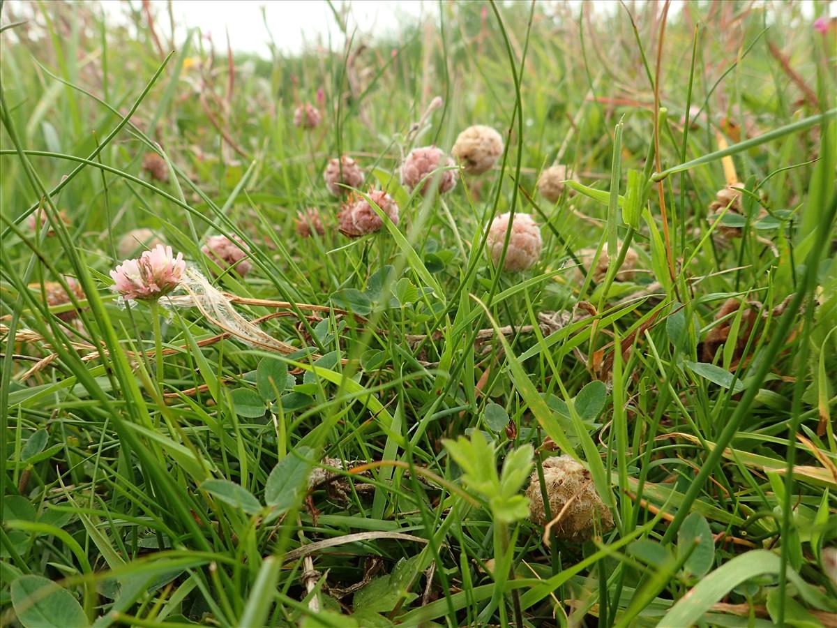 Trifolium fragiferum (door Adrie van Heerden)