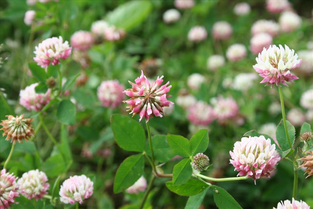 Trifolium hybridum subsp. hybridum (door Pieter Stolwijk)