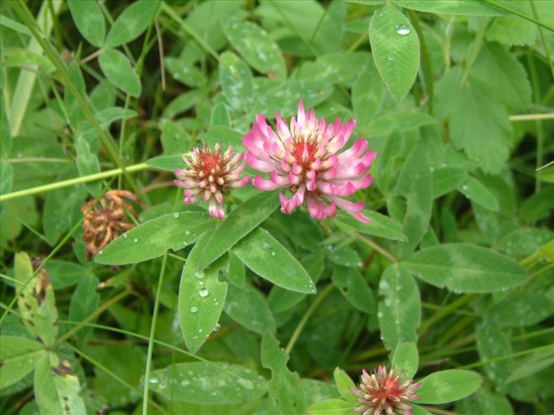 Trifolium medium (door Adrie van Heerden)