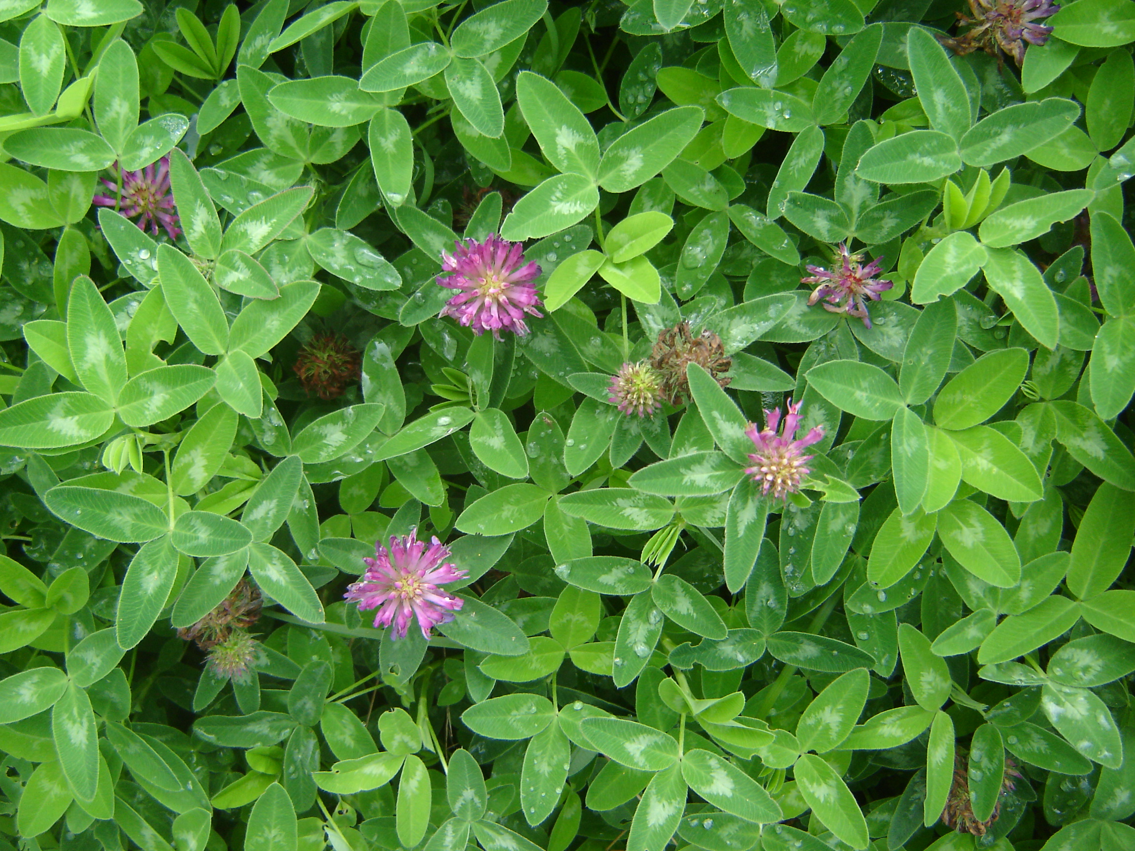 Trifolium medium (door Ruud Beringen)