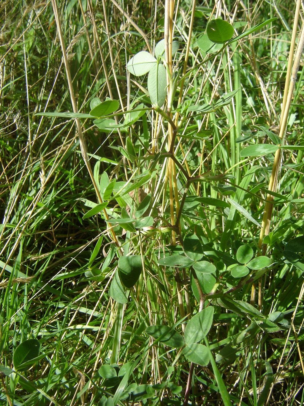 Trifolium medium (door Ruud Beringen)