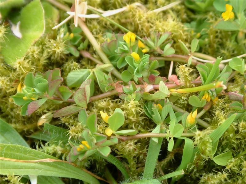 Trifolium micranthum (door Adrie van Heerden)