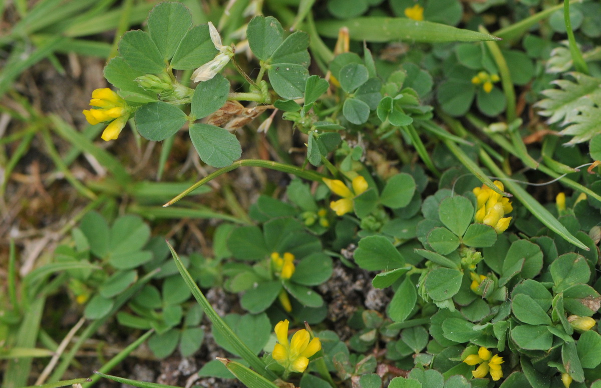 Trifolium micranthum (door Hans Toetenel)