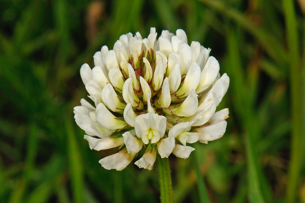 Trifolium repens (door Ab H. Baas)