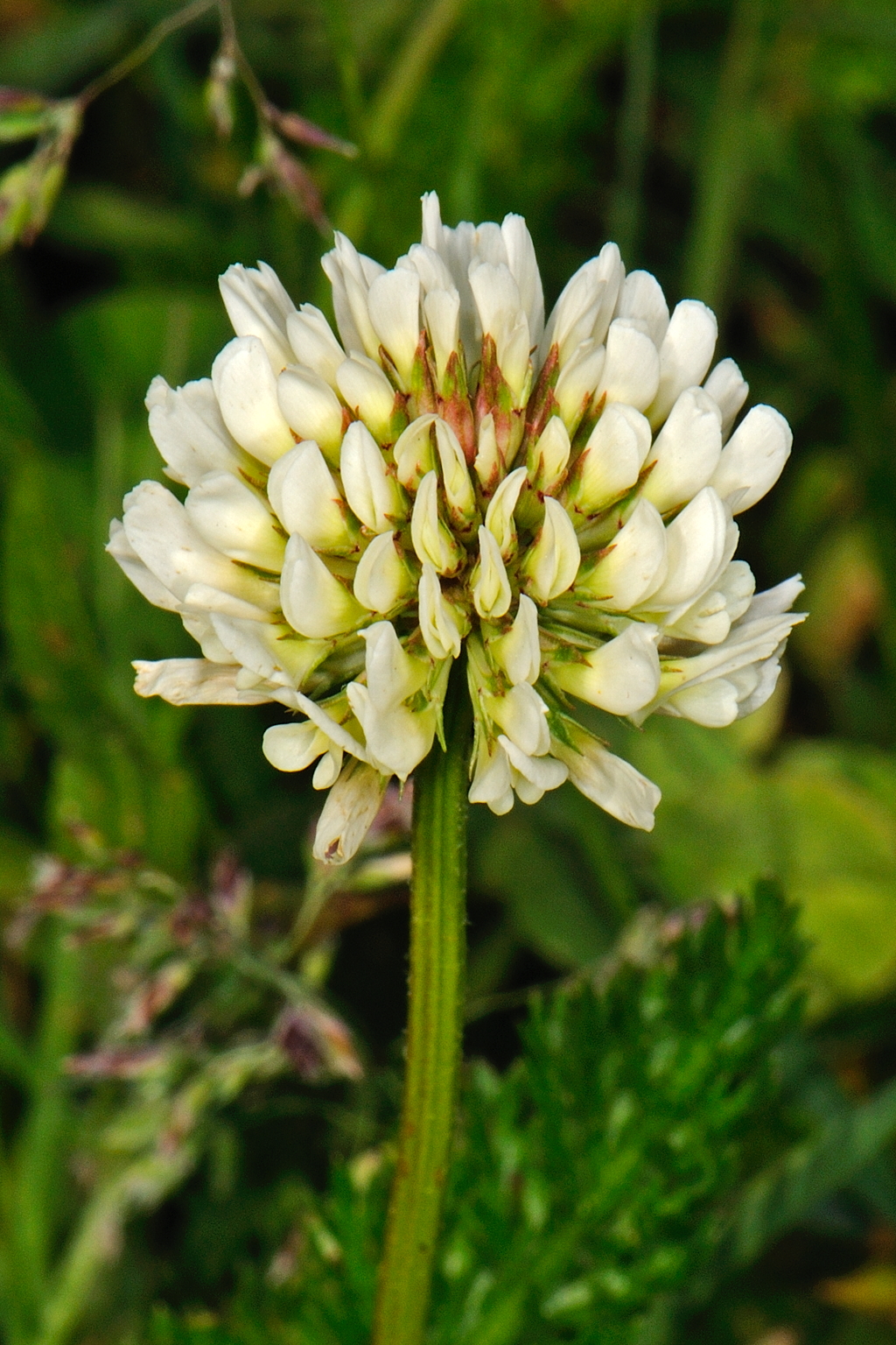 Trifolium repens (door Ab H. Baas)