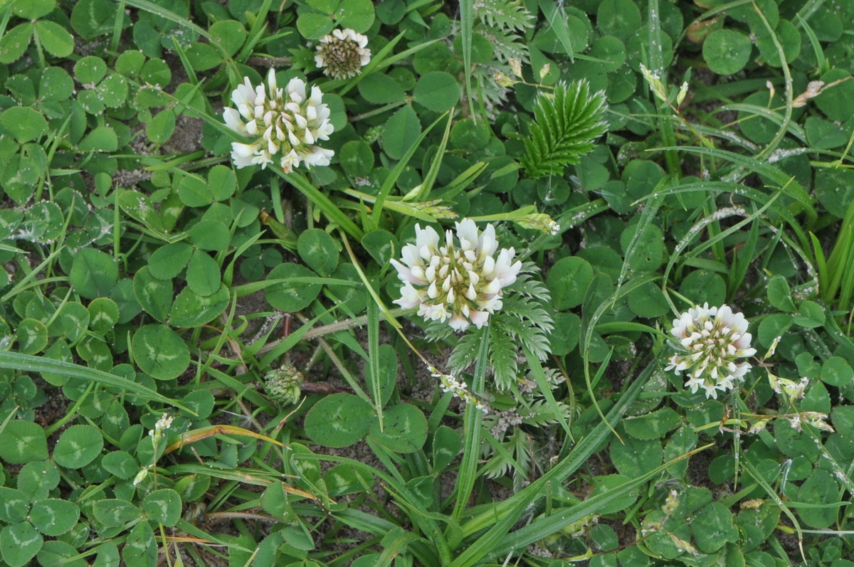 Trifolium repens (door Hans Toetenel)