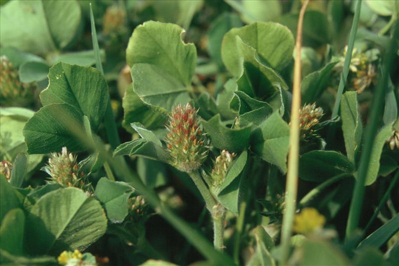 Trifolium striatum (door Adrie van Heerden)