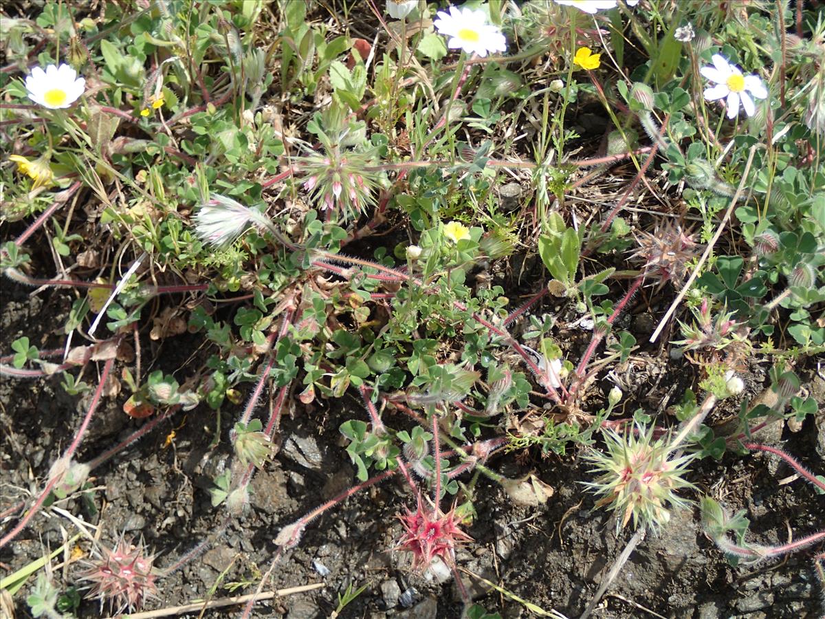 Trifolium stellatum (door Adrie van Heerden)