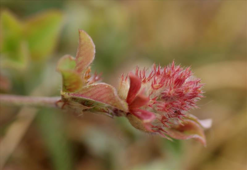 Trifolium striatum (door Adrie van Heerden)