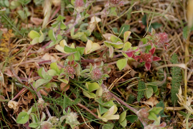 Trifolium striatum (door Adrie van Heerden)