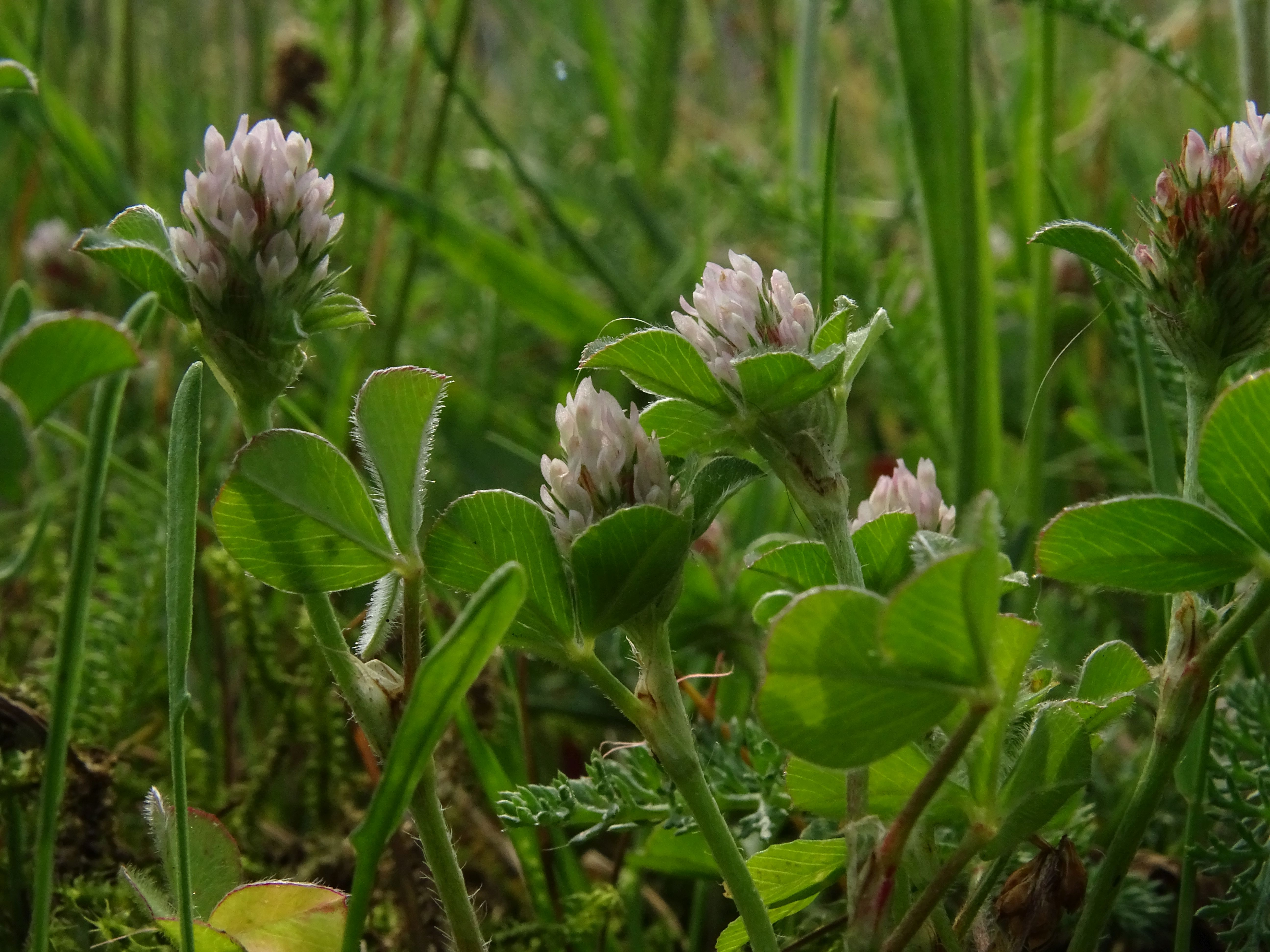 Trifolium striatum (door Lieuwe Haanstra)