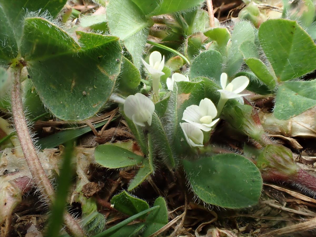 Trifolium subterraneum (door Adrie van Heerden)