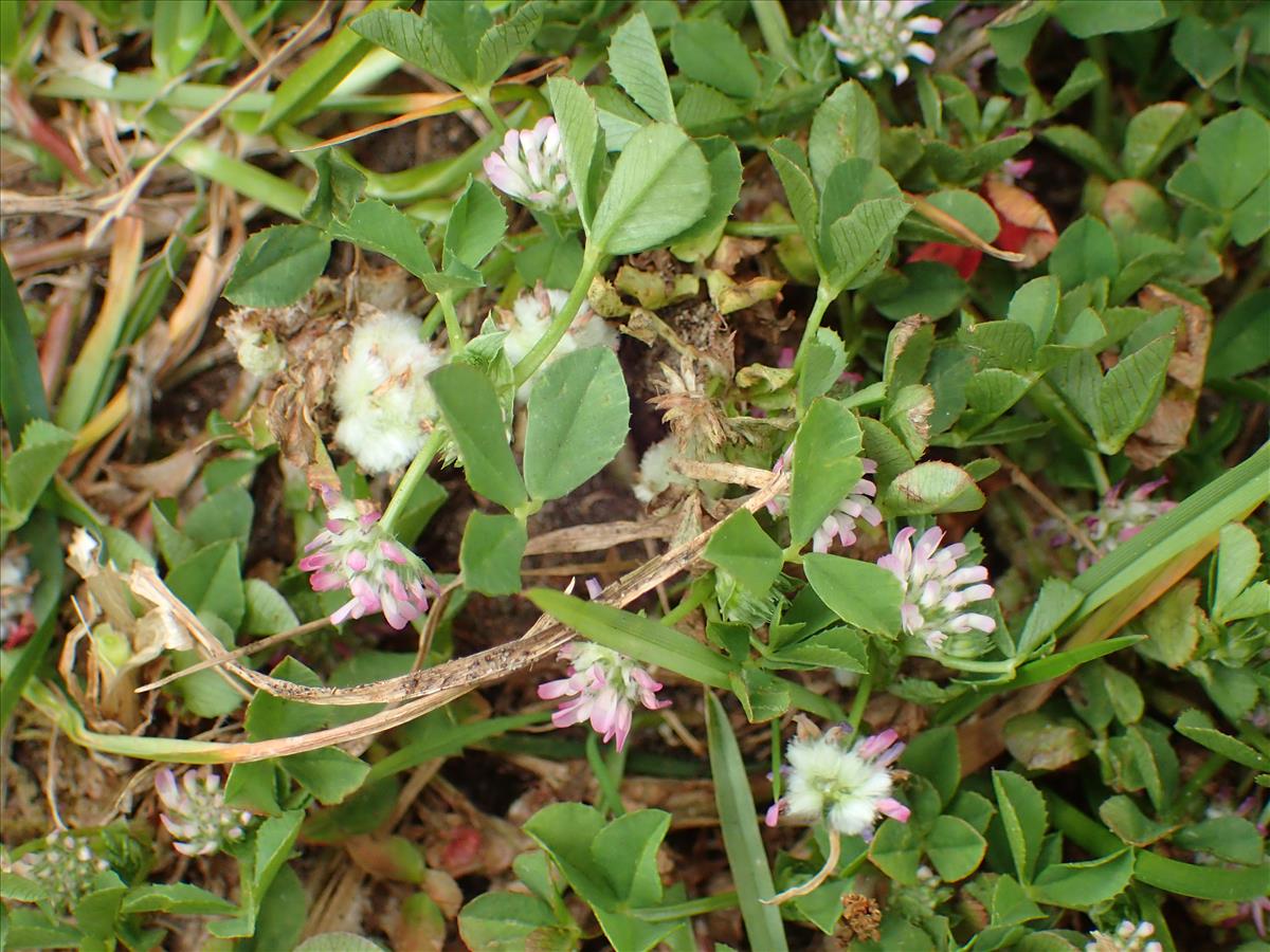 Trifolium tomentosum (door Adrie van Heerden)