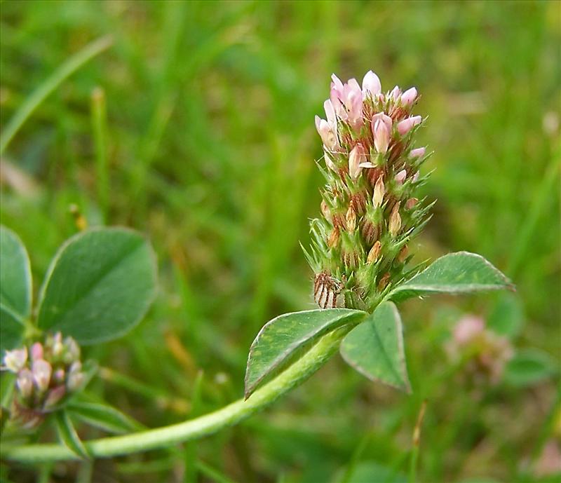 Trifolium striatum (door Otto Zijlstra)