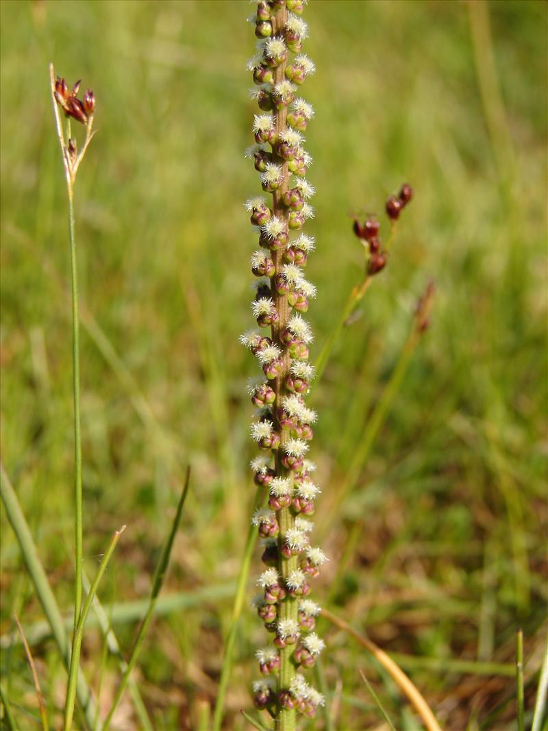 Triglochin maritima (door Adrie van Heerden)