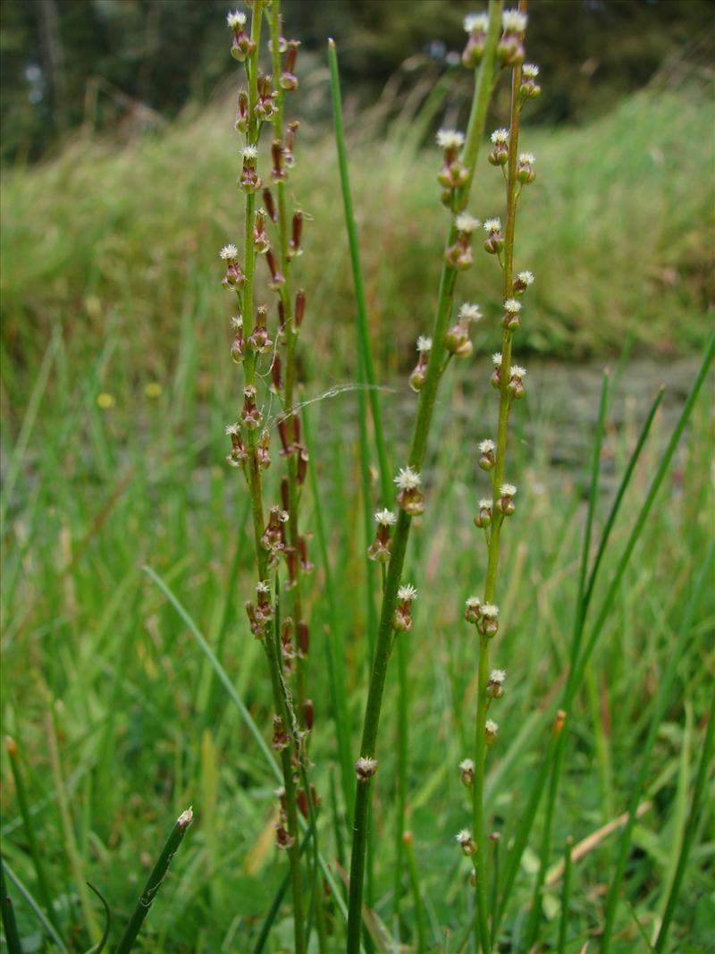 Triglochin palustris (door Adrie van Heerden)