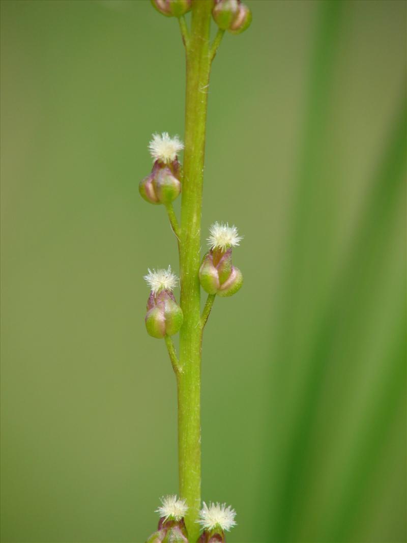 Triglochin palustris (door Adrie van Heerden)
